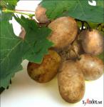 ������� ��������