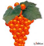 ������� ��������