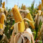 ������� ��������