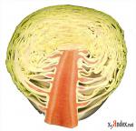 ������� ��������