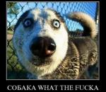 ������ ���������� ����