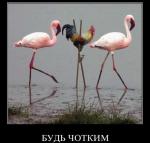 ������ ���������� ����