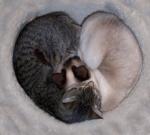 ������� ��������