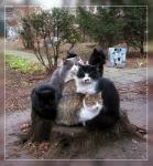 ������� ��������