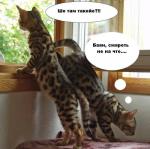 ������ ���������� ����