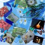 VA - Pioneer Studio 33,5