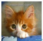 ������ ���������� ����