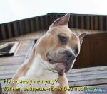 ������ ���������� ����