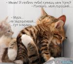 ������ ���������� ����